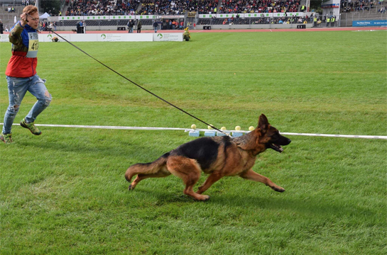 Cães brasileiros vencem Campeonato Mundial de Agility