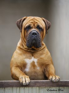 Cachorro Bullmastiff: cão de guarda-companhia
