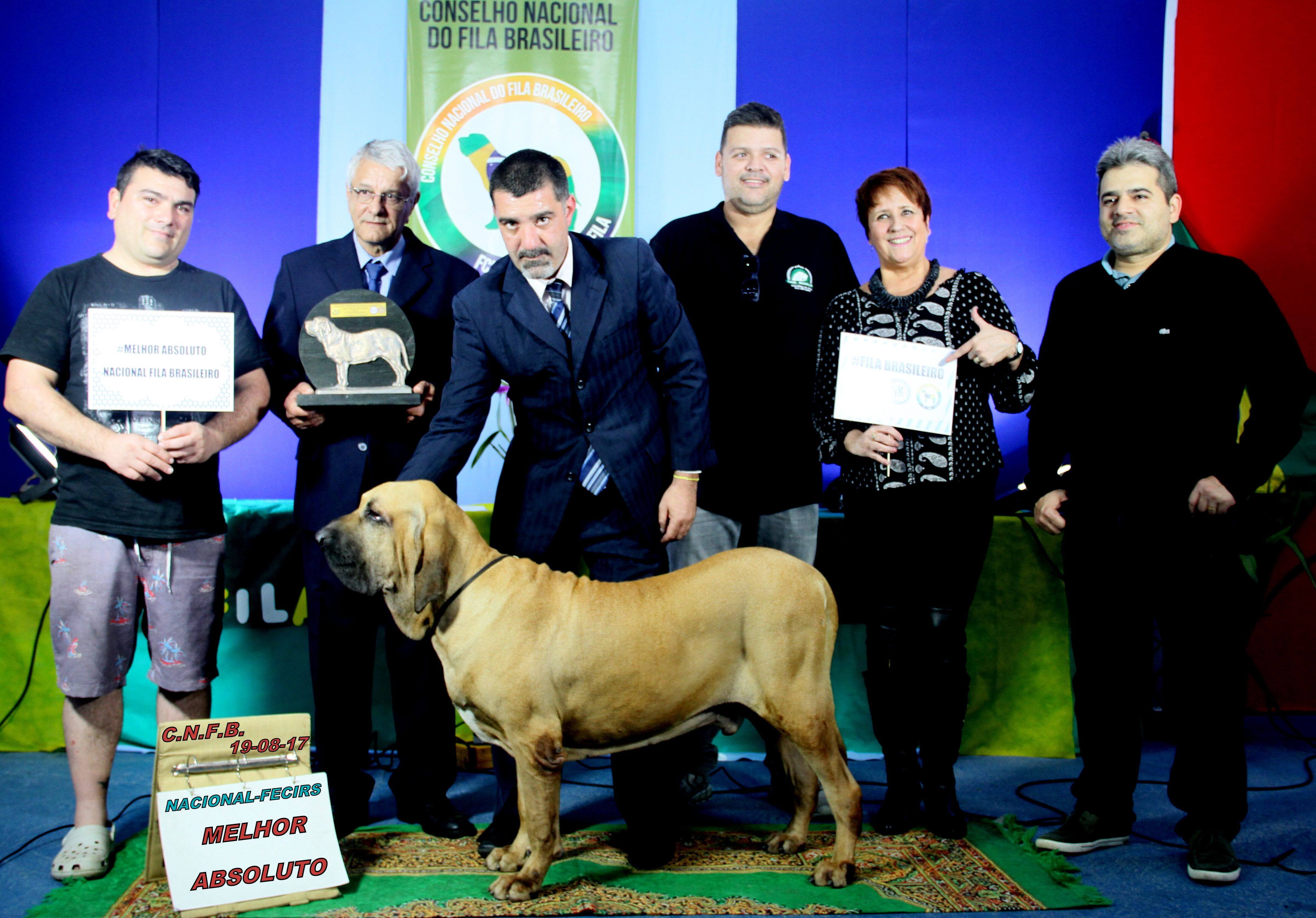 Vænne sig til sælge tigger Cachorro fila brasileiro: Nero foi destaque na exposição nacional - Revista  Cães & Cia