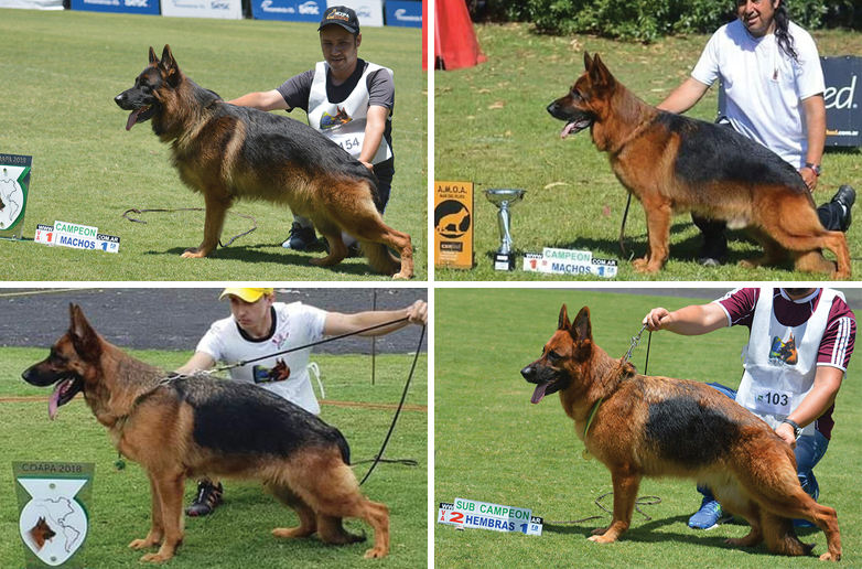 Premiação Campeonato Paulista 2019 – SCCPA – Sociedade Campineira de Cães  Pastores Alemães