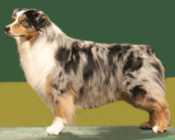 Confira as raças de cachorros 100% brasileiras e as características desses  cães