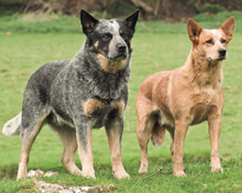 Guia de raças - Revista Cães & Cia