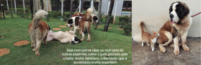 Cuidados com o São Bernardo - Revista Cães & Cia