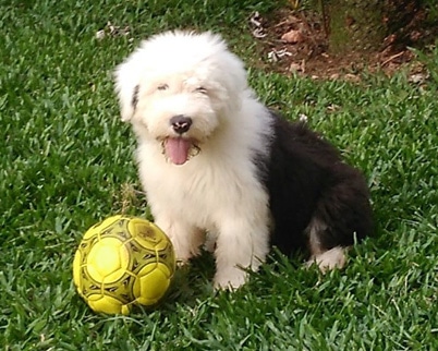 Old English Sheepdog - Saúde Animal