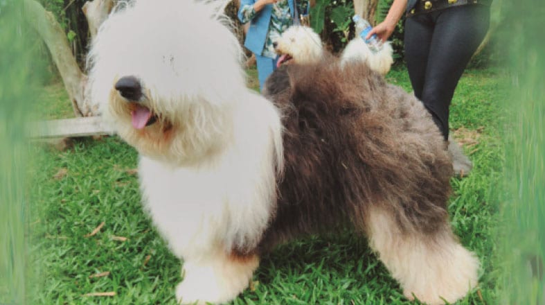 Old English Sheepdog: confira tudo sobre a raça