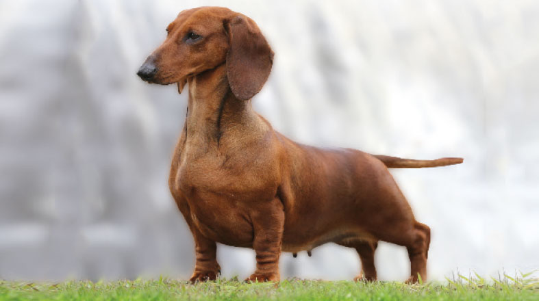 Duplo clearance merle dachshund