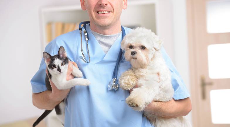 Atendimento veterinário com menos estresse