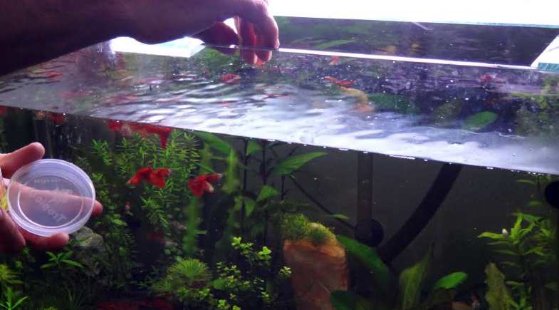 Erros mais comuns na alimentação dos peixes.