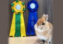 Concursos de beleza entre criadores de coelhos movimenta a web