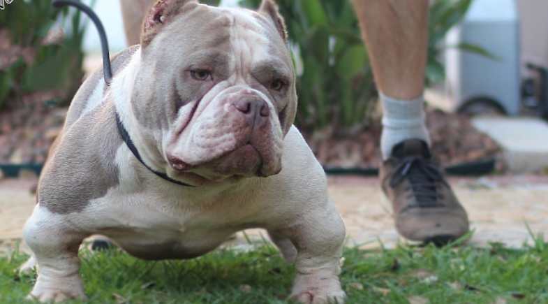 Problemas de saúde do american bully micro - MICRO BULLY