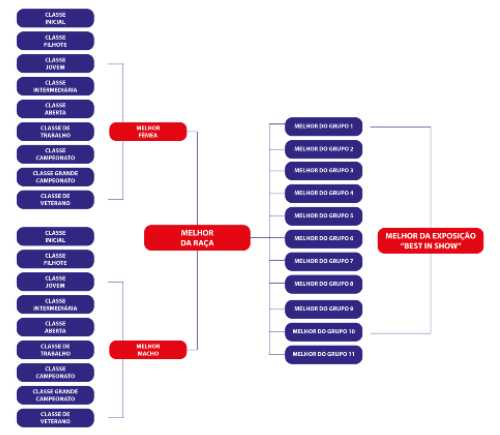 Como funciona o campeonato mundial? 