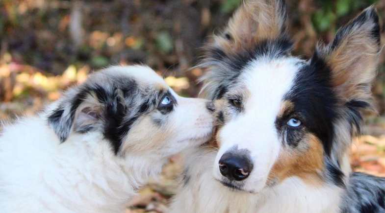 7 segredos de sociabilização em cães que ninguém te conta