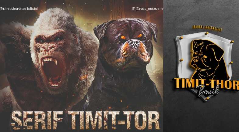 Canil Timit-Thor Brasil: rumo à Mundial de Rottweiler