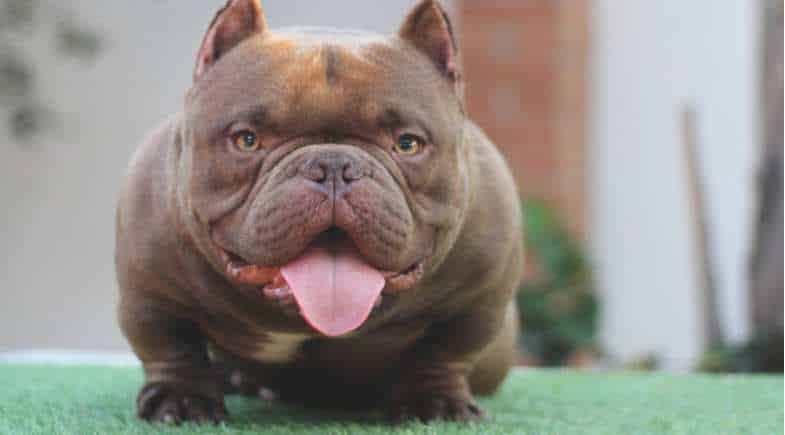 Exotic Bully: o extremo dos cães