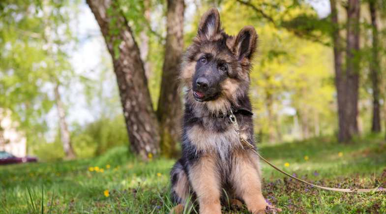 8 dicas para ter e adestrar cães para guarda e proteção