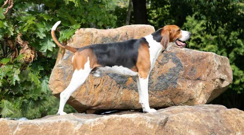 Treeing Walker Coonhound: cão de caça americano chega ao Brasil