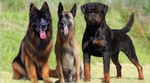 Pastor Alemão, Malinois e Rottweiler: por que eles são “top” para a guarda?