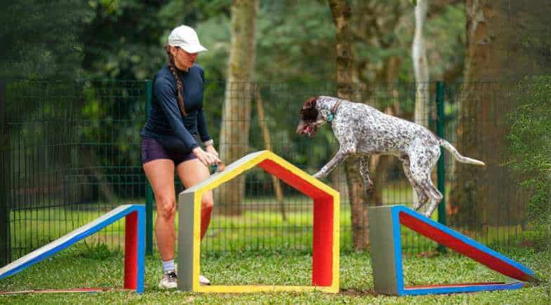 Festival Pet anuncia retirada de ingressos e atrações para primeira edição no Parque Ibirapuera, em São Paulo